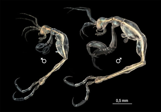 Picture 2 of 13 most impressive new species of creatures in 2013