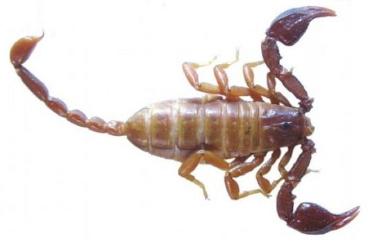 Picture 3 of 13 most impressive new species of creatures in 2013