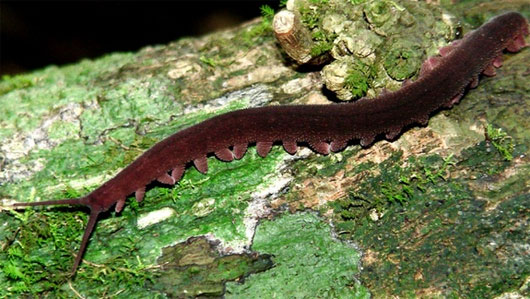 Picture 4 of 13 most impressive new species of creatures in 2013