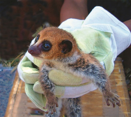 Picture 5 of 13 most impressive new species of creatures in 2013