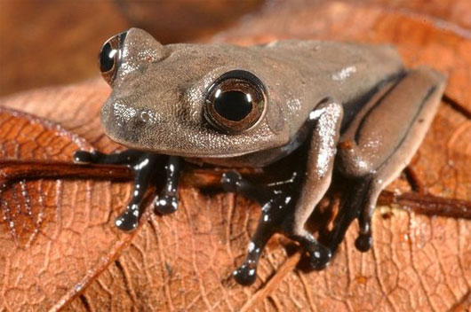 Picture 6 of 13 most impressive new species of creatures in 2013