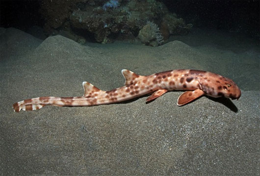 Picture 7 of 13 most impressive new species of creatures in 2013