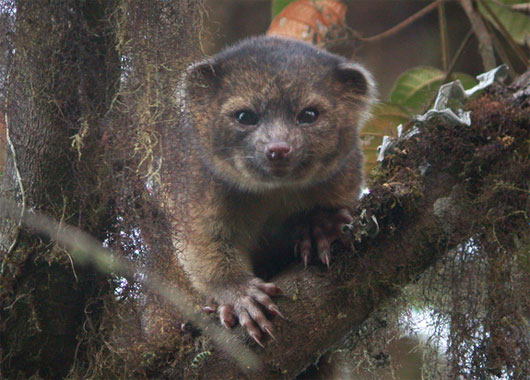 Picture 9 of 13 most impressive new species of creatures in 2013