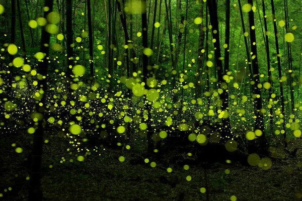 Picture 13 of 13 phenomena of miraculous light make you not believe your eyes