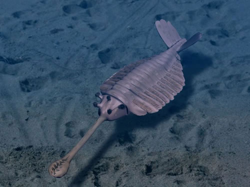 Picture 1 of 13 species of miraculous ancient mammals