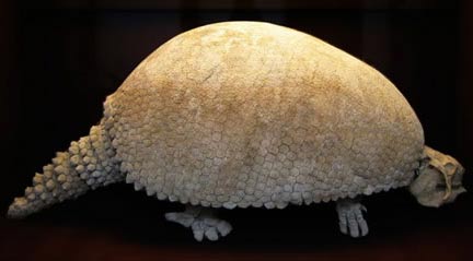 Picture 11 of 13 species of miraculous ancient mammals
