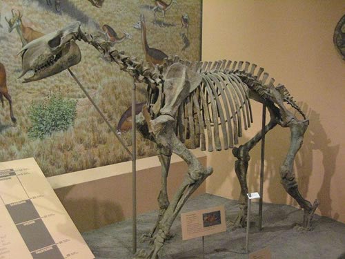 Picture 12 of 13 species of miraculous ancient mammals