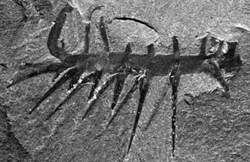 Picture 2 of 13 species of miraculous ancient mammals