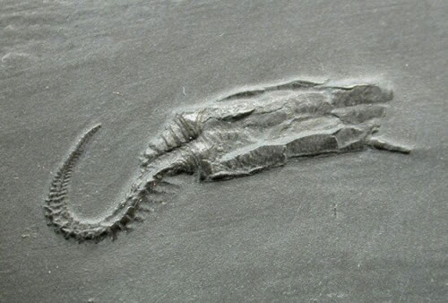 Picture 3 of 13 species of miraculous ancient mammals