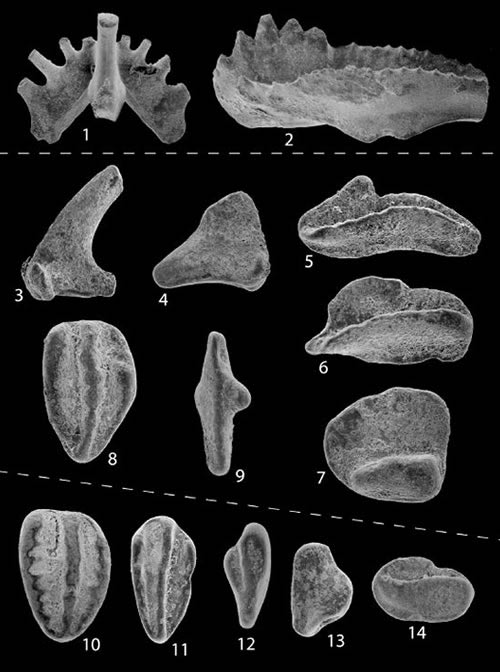 Picture 4 of 13 species of miraculous ancient mammals