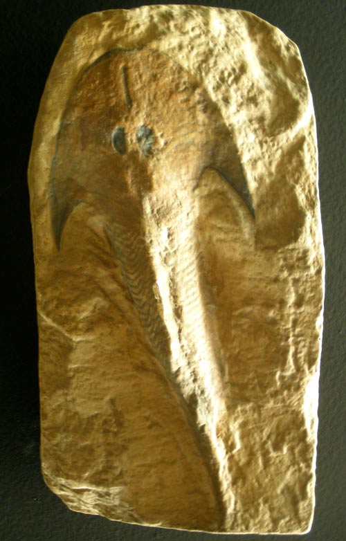Picture 5 of 13 species of miraculous ancient mammals