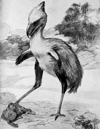 Picture 9 of 13 species of miraculous ancient mammals