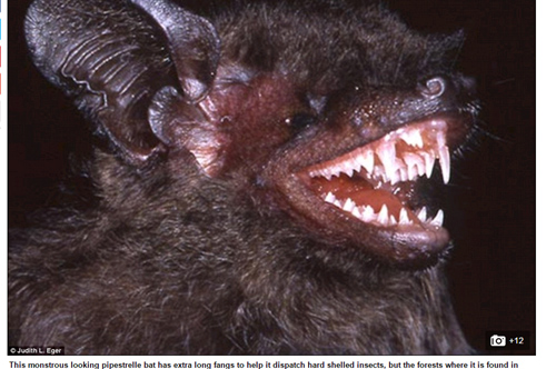 Picture 1 of 139 new species were discovered in the Mekong region