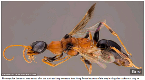 Picture 2 of 139 new species were discovered in the Mekong region