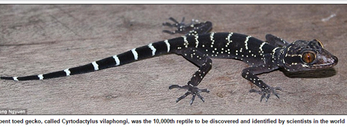Picture 3 of 139 new species were discovered in the Mekong region