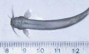 Picture 5 of 14 most bizarre diseases in the world