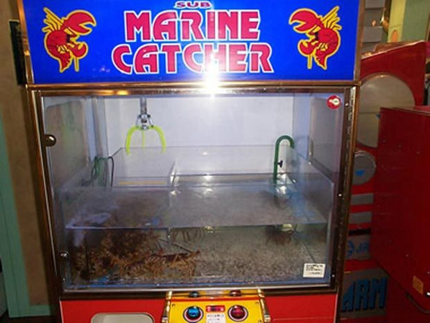 Picture 14 of 14 odd vending machines can only be Japan