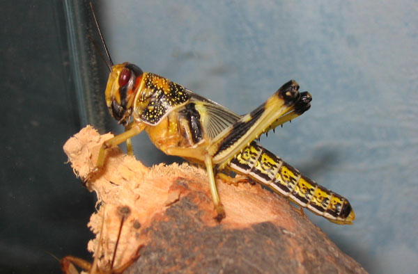 Picture 10 of 14 recorders in the insect world