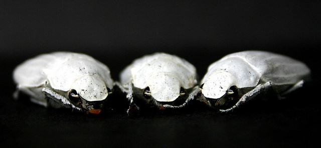 Picture 11 of 14 recorders in the insect world