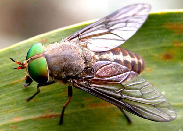 Picture 3 of 14 recorders in the insect world