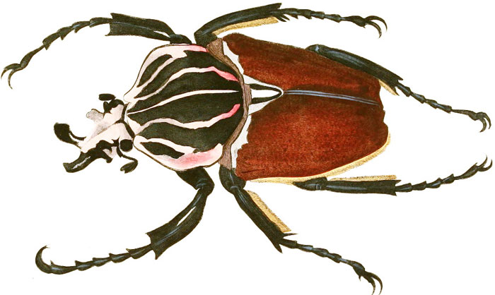Picture 4 of 14 recorders in the insect world