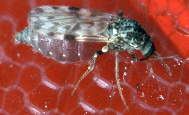 Picture 5 of 14 recorders in the insect world