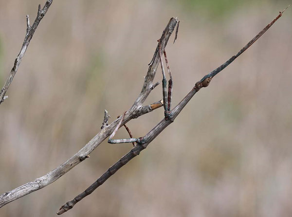Picture 6 of 14 recorders in the insect world
