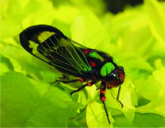 Picture 7 of 14 recorders in the insect world
