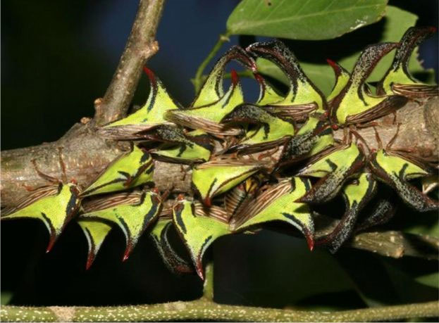 Picture 8 of 14 recorders in the insect world