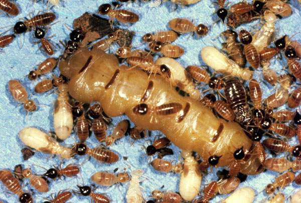 Picture 9 of 14 recorders in the insect world