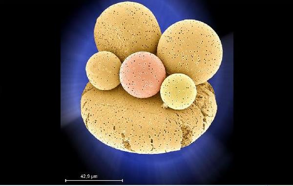 Picture 7 of 14 strange science pictures