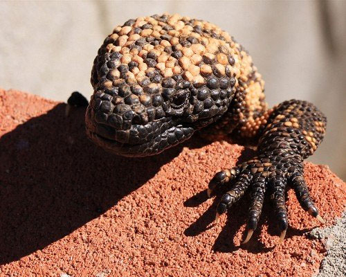 Picture 11 of 15 cute animals but you have to stay away