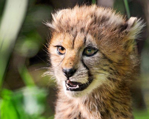 Picture 12 of 15 cute animals but you have to stay away