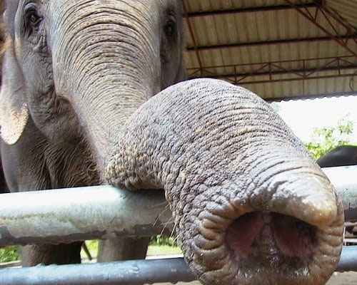 Picture 13 of 15 cute animals but you have to stay away