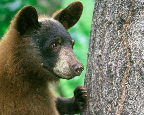 Picture 14 of 15 cute animals but you have to stay away