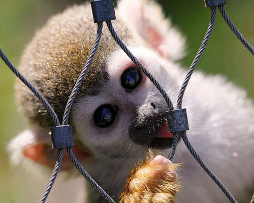 Picture 15 of 15 cute animals but you have to stay away