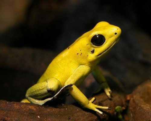 Picture 5 of 15 cute animals but you have to stay away