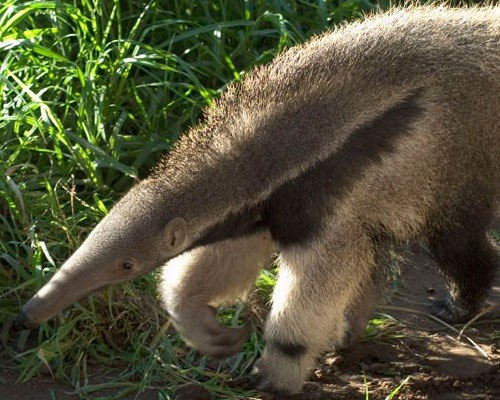 Picture 6 of 15 cute animals but you have to stay away