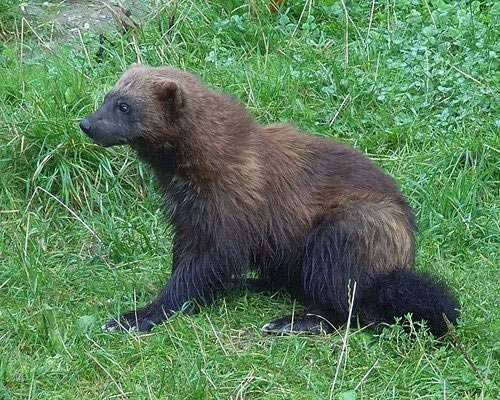 Picture 7 of 15 cute animals but you have to stay away