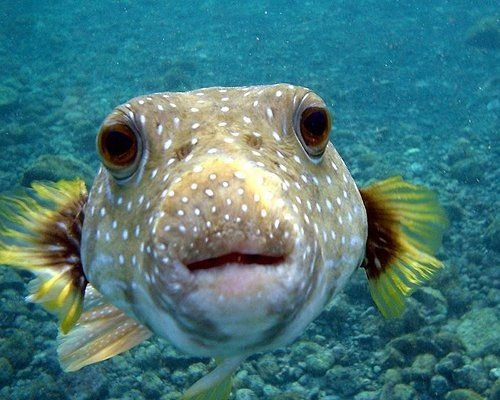 Picture 9 of 15 cute animals but you have to stay away