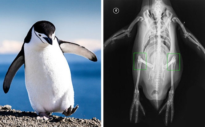 Picture 1 of 15 interesting facts about animals are not included in textbooks