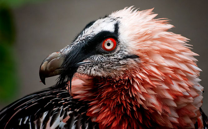 Picture 11 of 15 interesting facts about animals are not included in textbooks