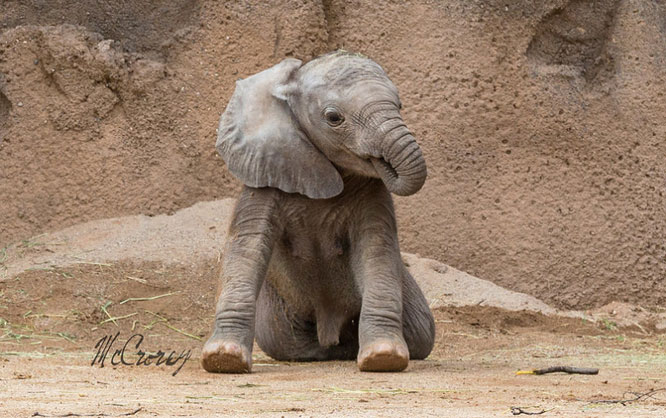 Picture 12 of 15 interesting facts about animals are not included in textbooks
