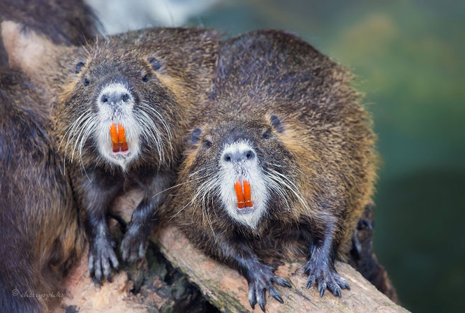 Picture 13 of 15 interesting facts about animals are not included in textbooks
