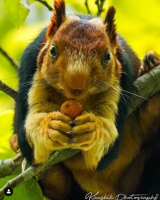 Picture 15 of 15 interesting facts about animals are not included in textbooks
