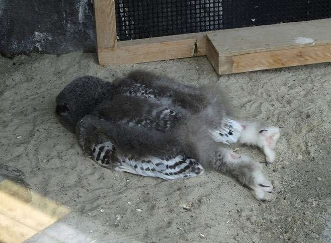 Picture 3 of 15 interesting facts about animals are not included in textbooks