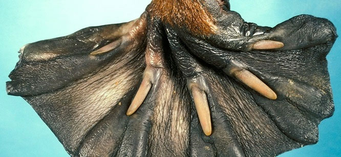 Picture 4 of 15 interesting facts about animals are not included in textbooks