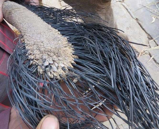 Picture 7 of 15 interesting facts about animals are not included in textbooks
