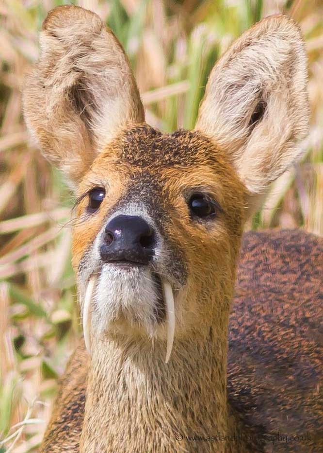 Picture 9 of 15 interesting facts about animals are not included in textbooks
