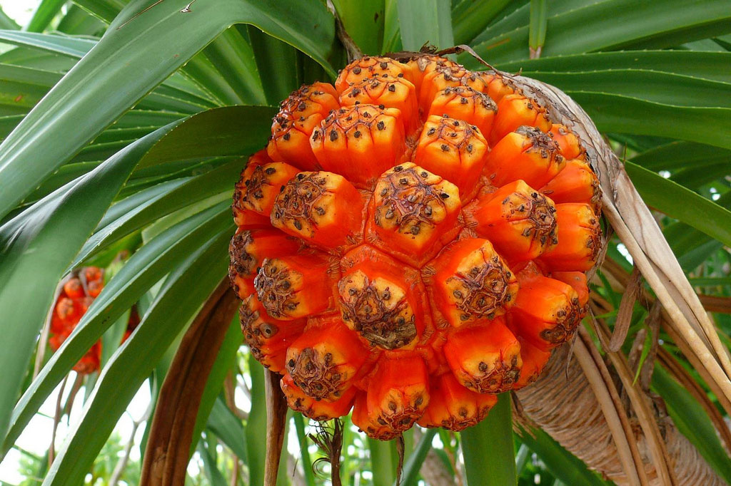 15-kinds-of-fruits-in-vietnam-are-listed-in-the-25-most-exotic-fruits